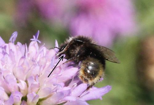 Bombus lapidarius
